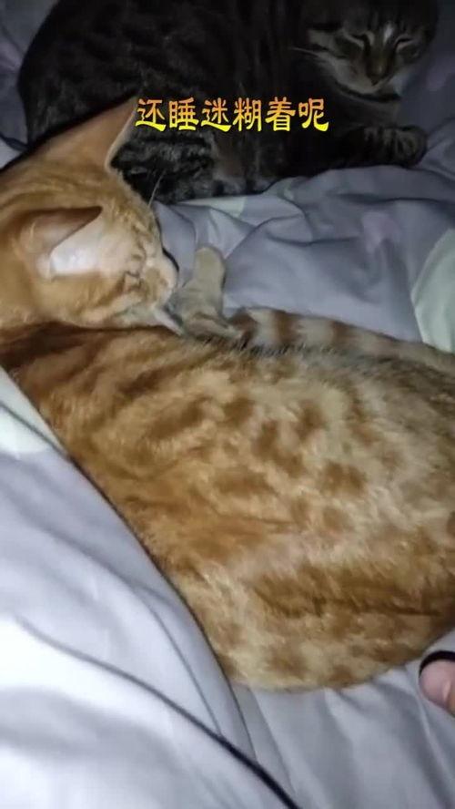 晚上碰碰在线观看,探秘“碰碰在线”的精彩瞬间 第1张 晚上碰碰在线观看,探秘“碰碰在线”的精彩瞬间 第1张